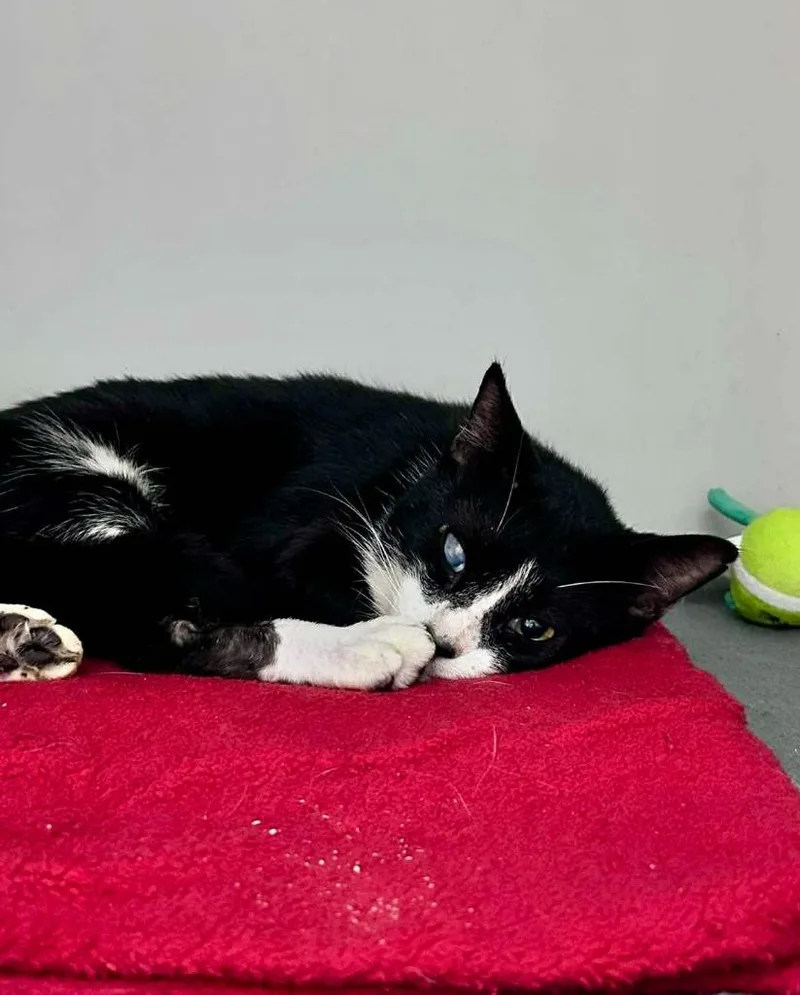 Candyman thumbnail 2