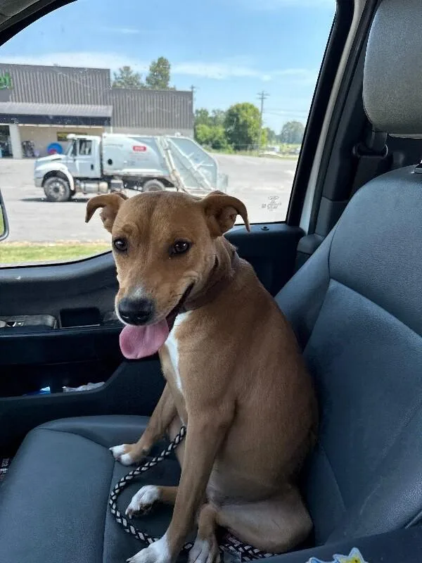 An adult medium-sized female Mixed Breed dog named Ruby for adoption in Alamo, TN