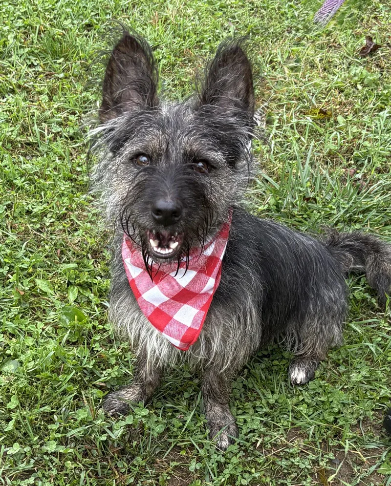 A young small-sized male Terrier dog named Jeter for adoption in Spring Lake, NJ