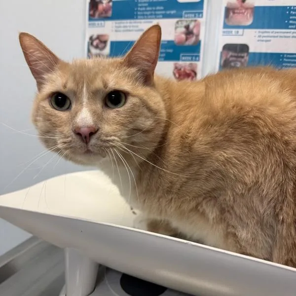 An adult small-sized male Domestic Short Hair cat named Carson for adoption in San Diego, CA