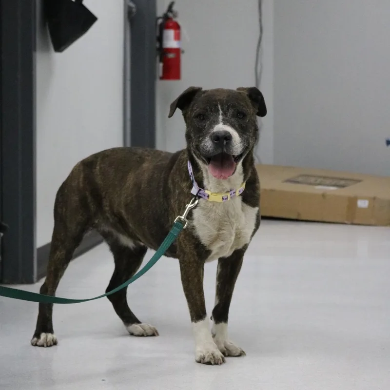 An adult large-sized female Pit Bull Terrier dog named Stacy for adoption in La Grande, OR