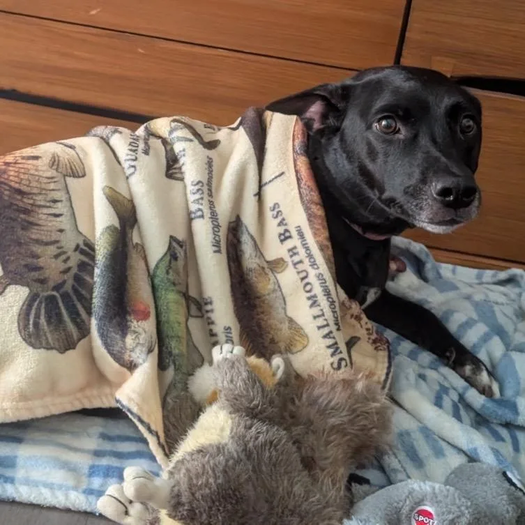 An adult medium-sized female Black Mixed Breed dog named Jupiter for adoption in Orange Park, FL