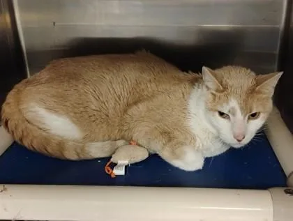 An adult small-sized male Domestic Short Hair cat named Uno for adoption in Fallston, MD