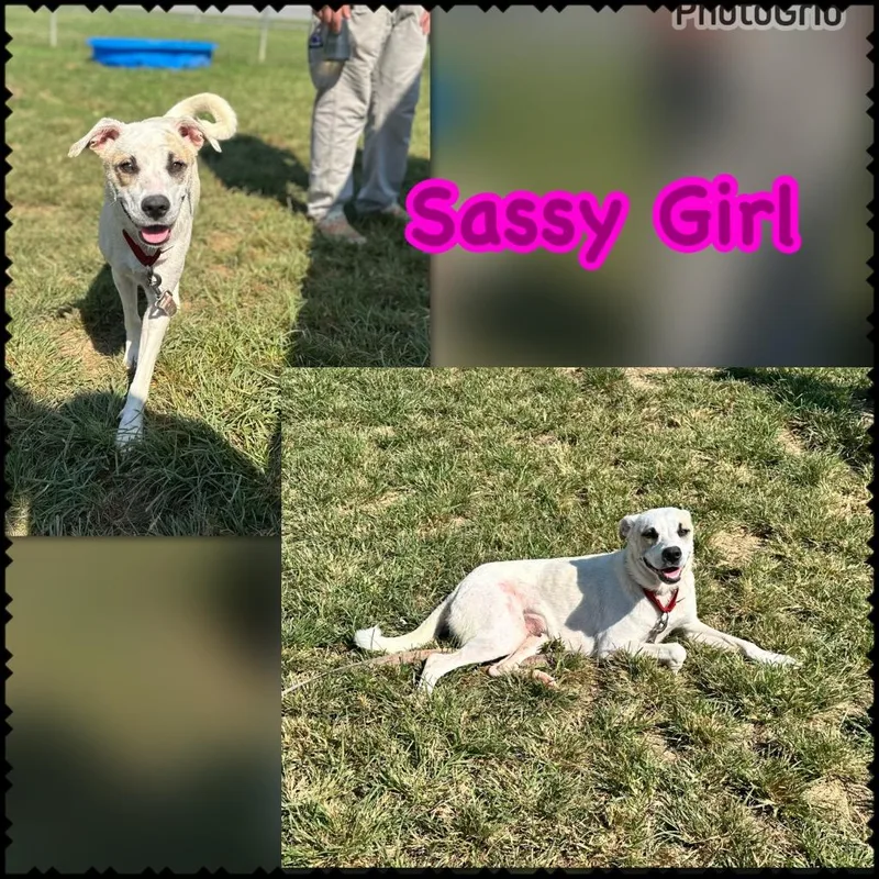 A young medium-sized female Mixed Breed dog named Sassy Girl for adoption in Blountville, TN