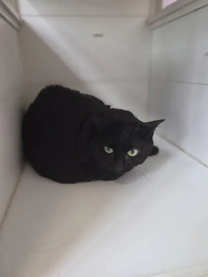 A senior large-sized female Domestic Short Hair cat named Monroe for adoption in Camano Island, WA