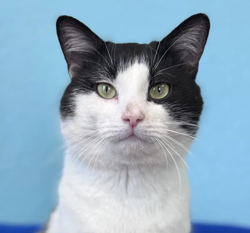 An adult medium-sized male Black & White / Tuxedo Domestic Short Hair cat named Draco Adult Male Black for adoption in Monroe, NC
