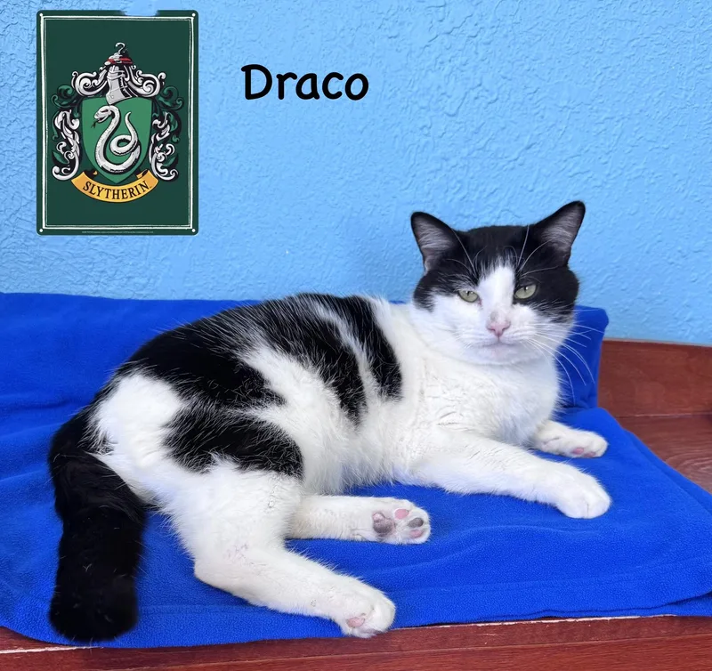 Draco Adult Male Black thumbnail 4