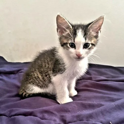 A baby medium-sized female Tabby cat named Marley for adoption in Rutherfordton, NC