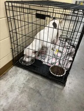 An adult medium-sized male Pit Bull Terrier dog named Buster for adoption in Texas City, TX