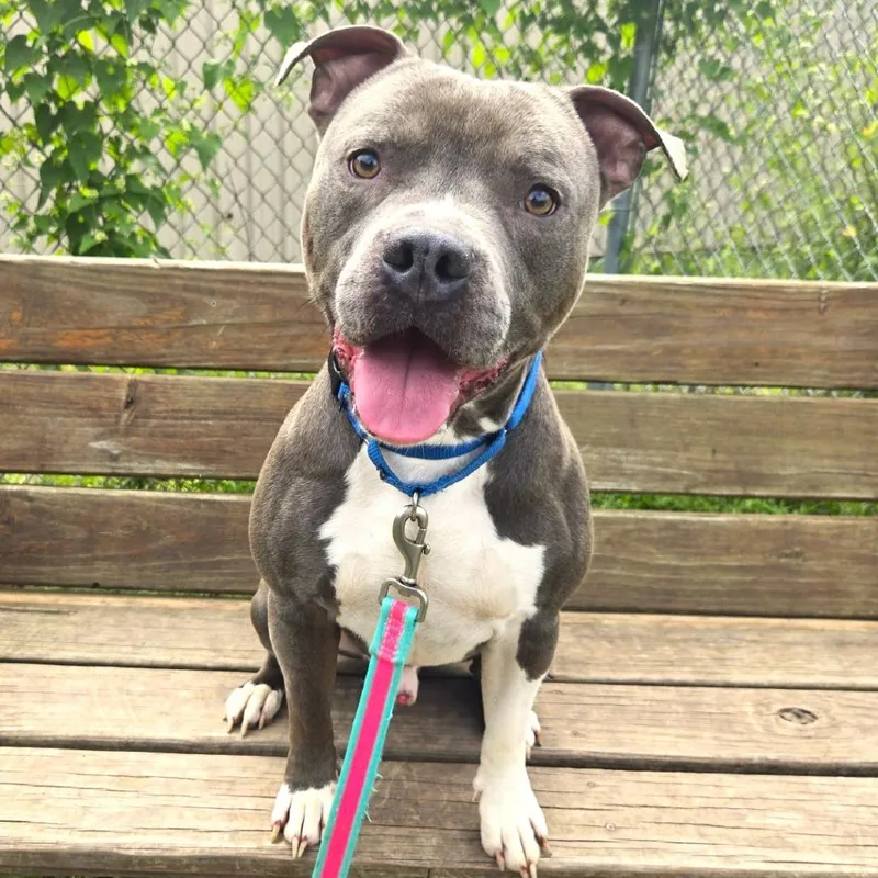 An adult medium-sized male Gray / Blue / Silver Pit Bull Terrier dog named Kade for adoption in Champaign, IL