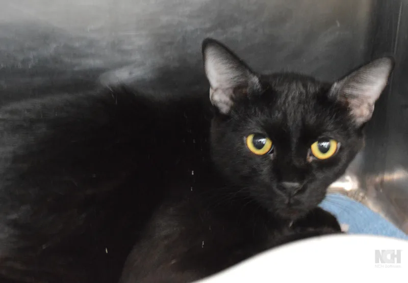 A young medium-sized female Black Domestic Short Hair cat named Yuan for adoption in House Springs, MO