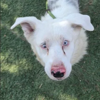 A senior medium-sized male Gray / Blue / Silver Cardigan Welsh Corgi dog named Milo for adoption in Fort Collins, CO