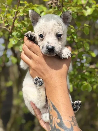 A baby medium-sized female Cattle Dog dog named Scout for adoption in Morton Grove, IL