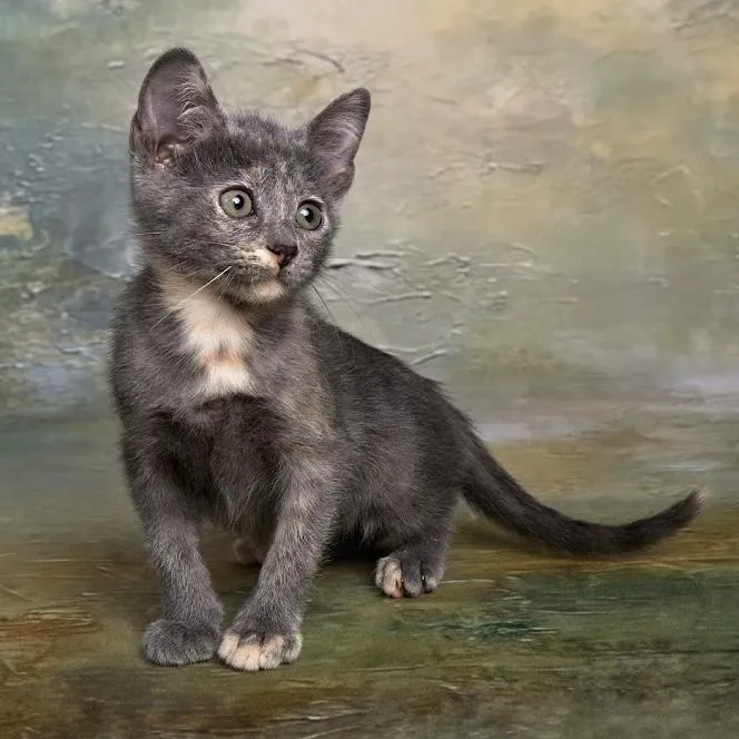 A baby medium-sized female Dilute Tortoiseshell cat named Kiwi  Quiet Little for adoption in League City, TX