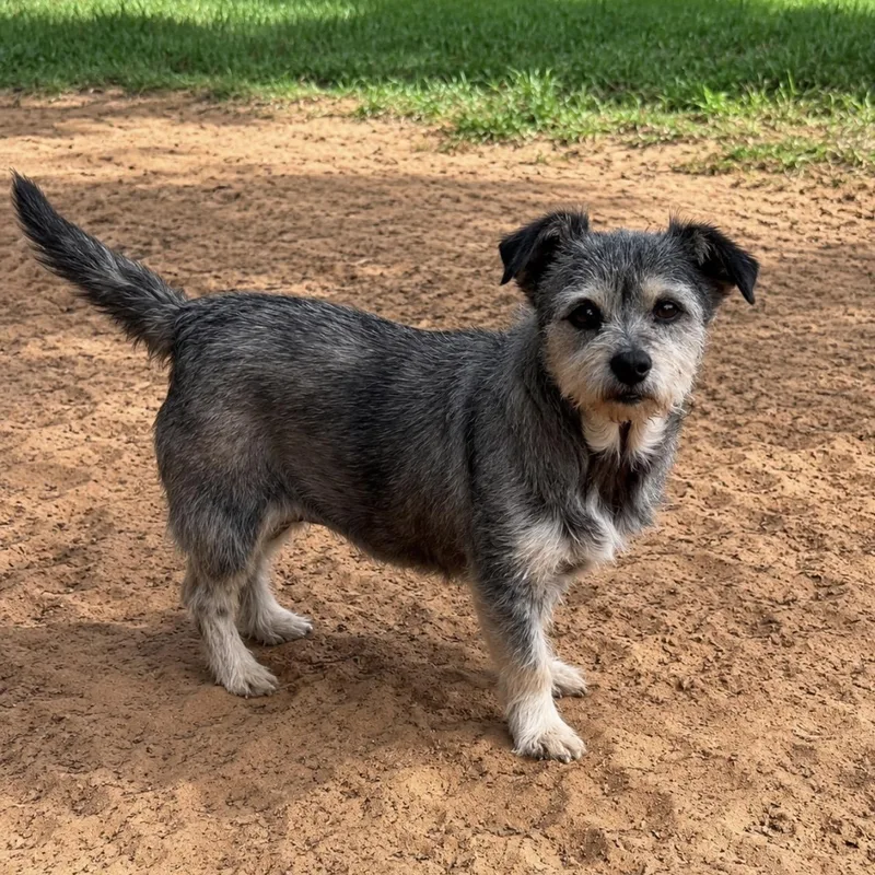 A senior small-sized female Yellow / Tan / Blond / Fawn Terrier dog named Honey for adoption in Pelham, NH