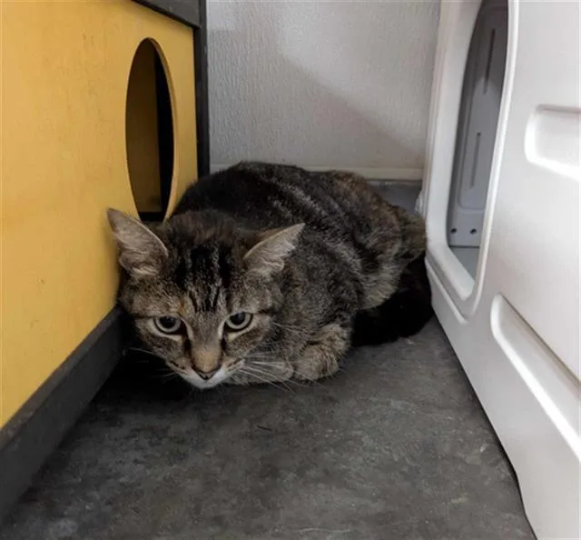 An adult small-sized female Domestic Short Hair cat named Ruby for adoption in Brunswick, GA