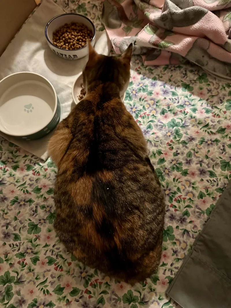 A young medium-sized female Domestic Short Hair cat named Acacia for adoption in Trenton, NJ
