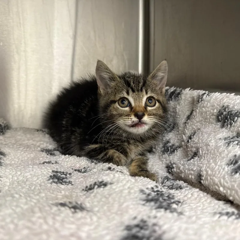 Gossip Girl thumbnail 2