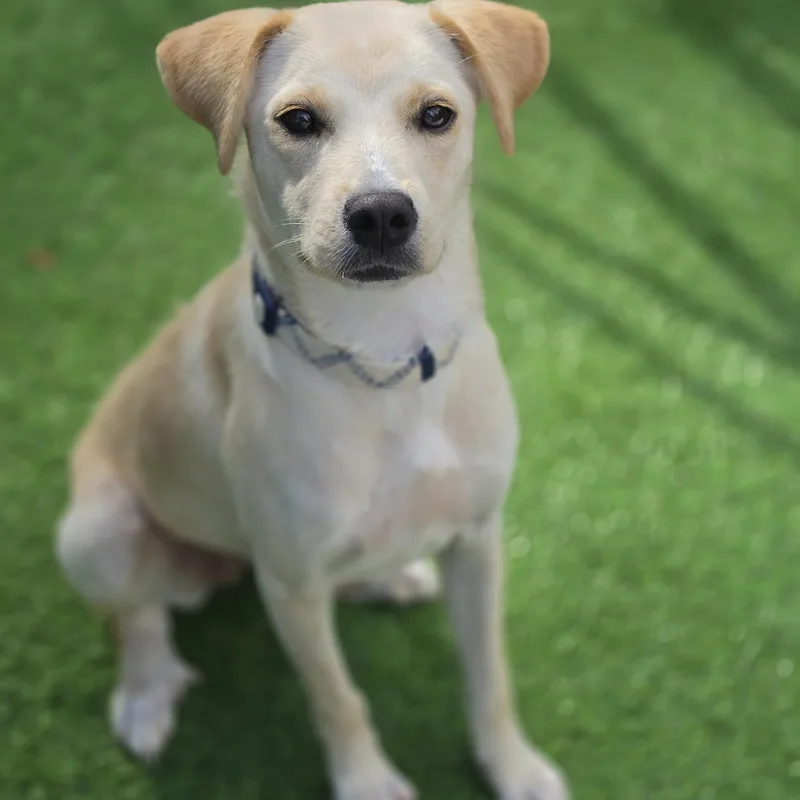 A baby medium-sized female White / Cream Labrador Retriever dog named Watermelon for adoption in Blairstown, NJ
