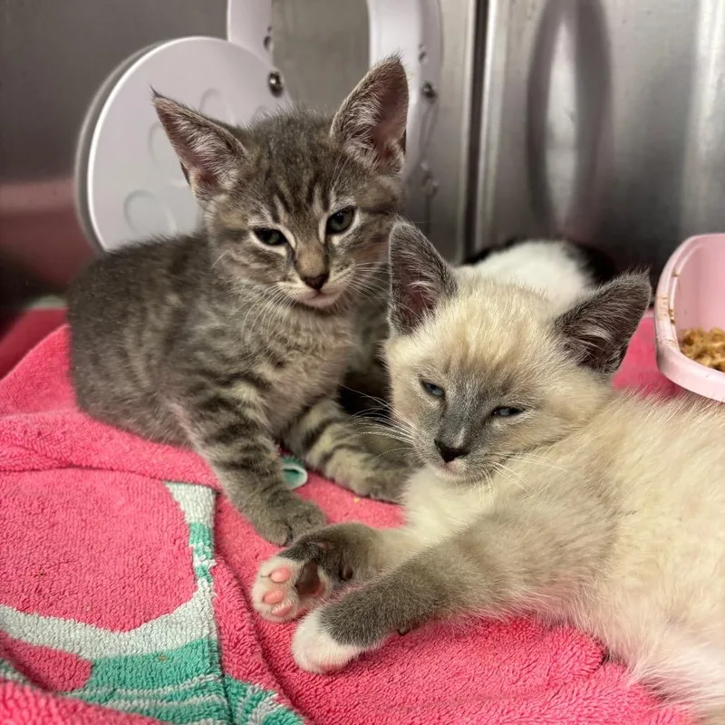 A baby small-sized male Gray / Blue / Silver Domestic Short Hair cat named Dune for adoption in Los Angeles, CA