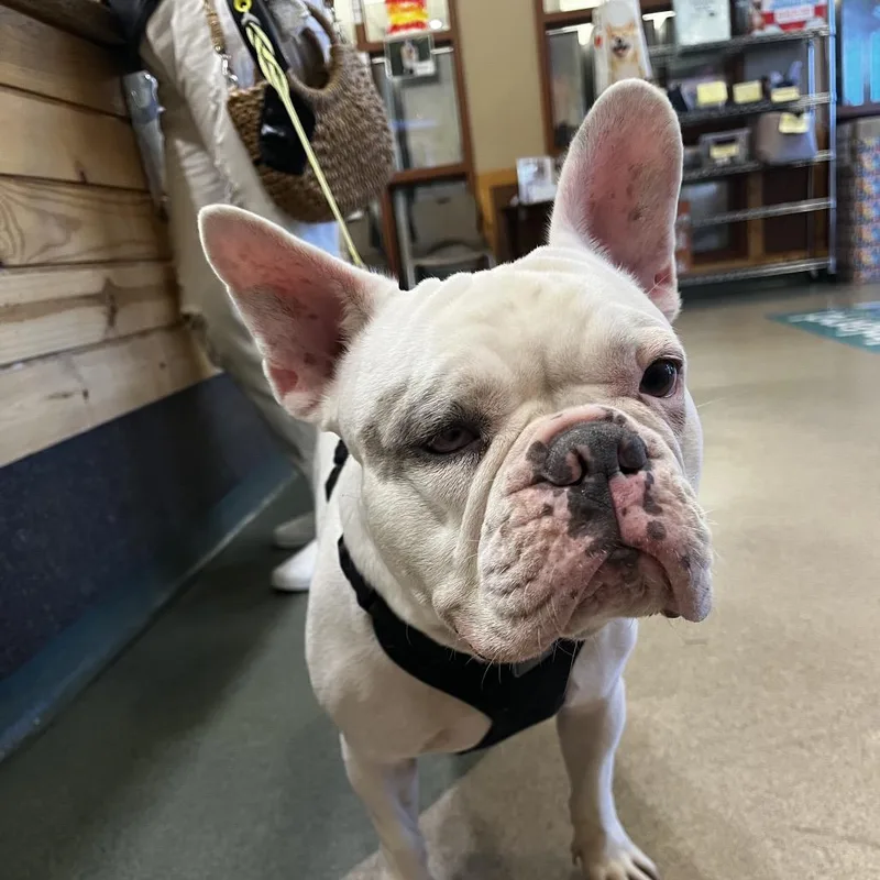 An adult medium-sized male White / Cream French Bulldog dog named Bentley for adoption in Upland, CA
