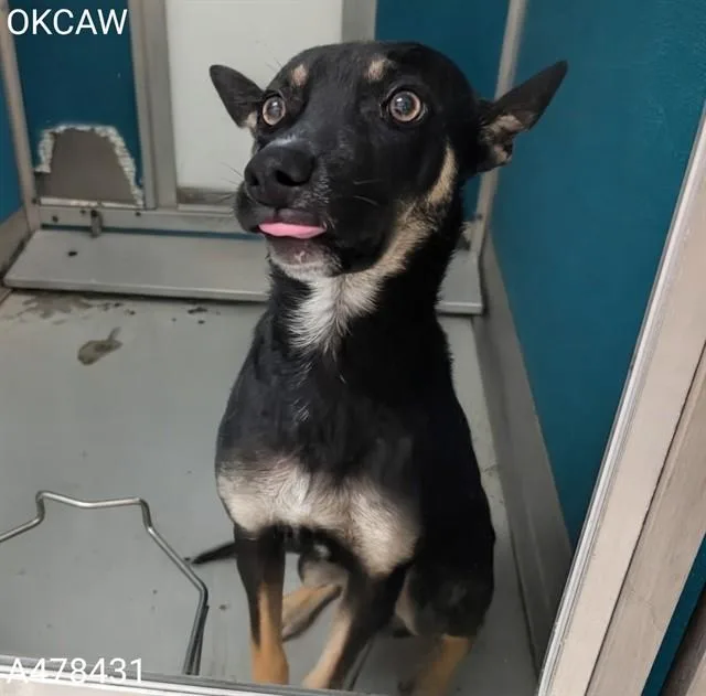 A young medium-sized female Australian Kelpie dog named Valentina for adoption in Oklahoma City, OK