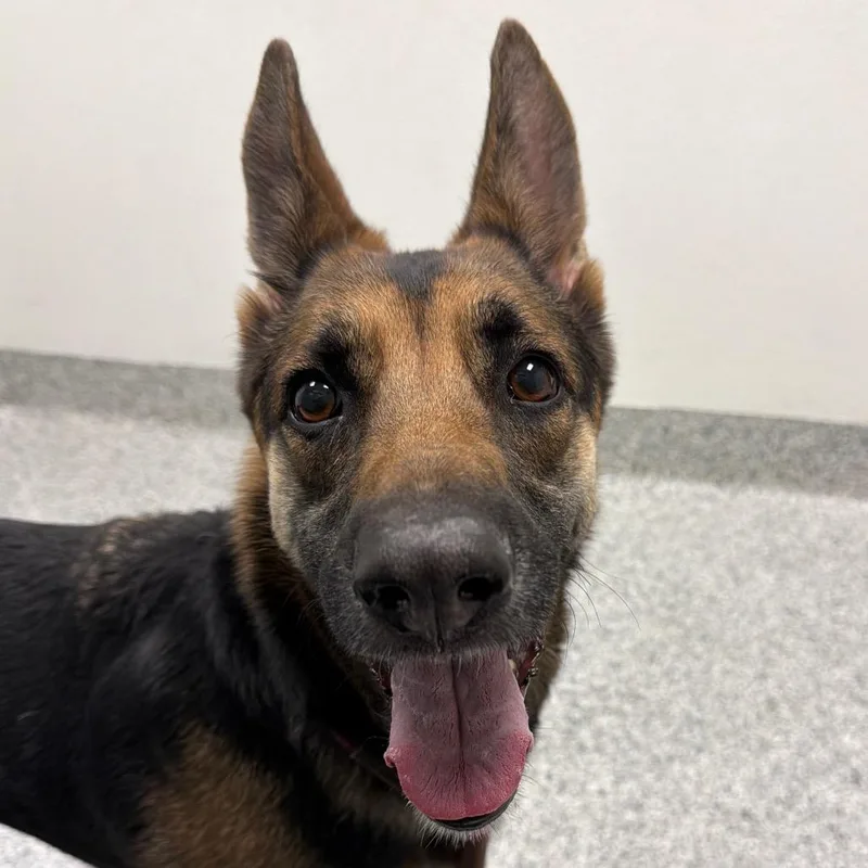 An adult large-sized female German Shepherd Dog dog named Luna for adoption in Reno, NV