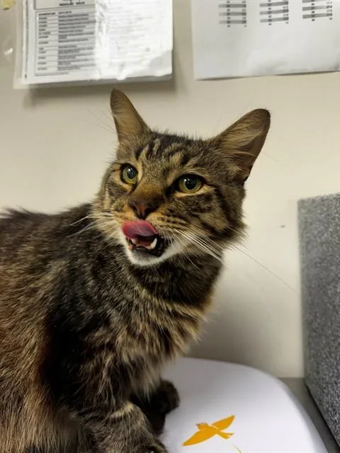 A senior large-sized male Domestic Medium Hair cat named Calvin for adoption in Naples, FL