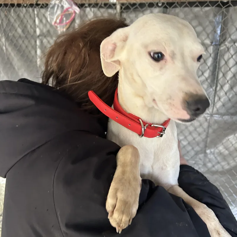A young small-sized female Whippet dog named Taffy for adoption in Texarkana, TX