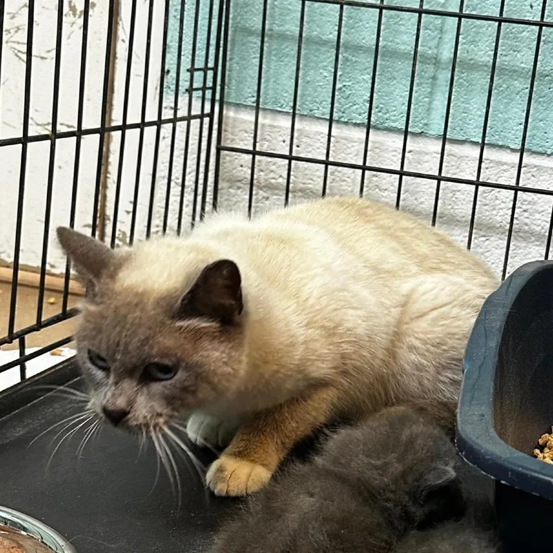 A young medium-sized female White Domestic Medium Hair cat named Mahimahi for adoption in Gadsden, AL