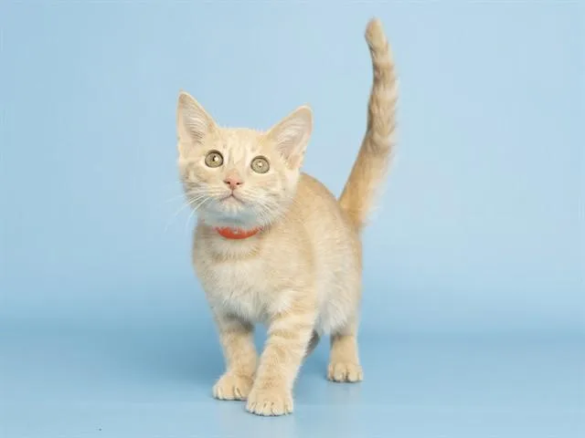 A baby small-sized male Domestic Short Hair cat named Carl for adoption in Phoenix, AZ