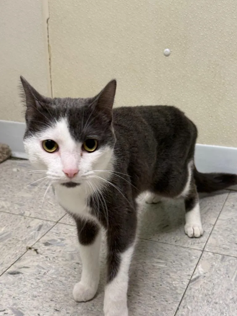 A young medium-sized male Domestic Short Hair cat named Ford for adoption in Sandusky, OH