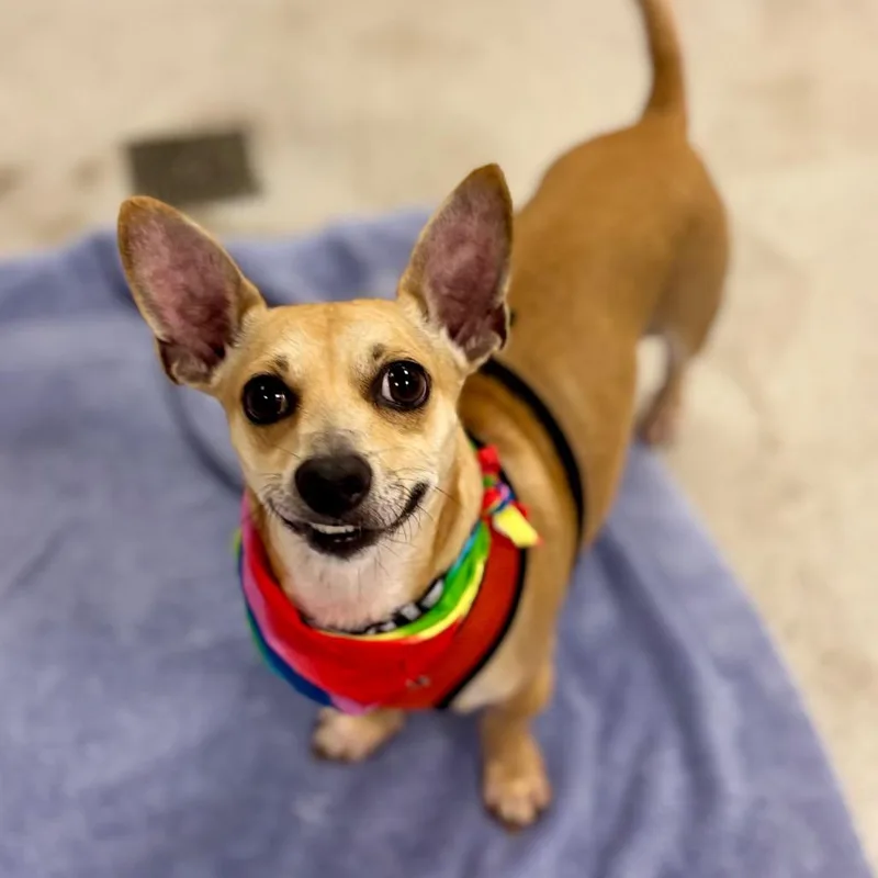 An adult small-sized male Yellow / Tan / Blond / Fawn Mixed Breed dog named Bobby Mack for adoption in Wantagh, NY