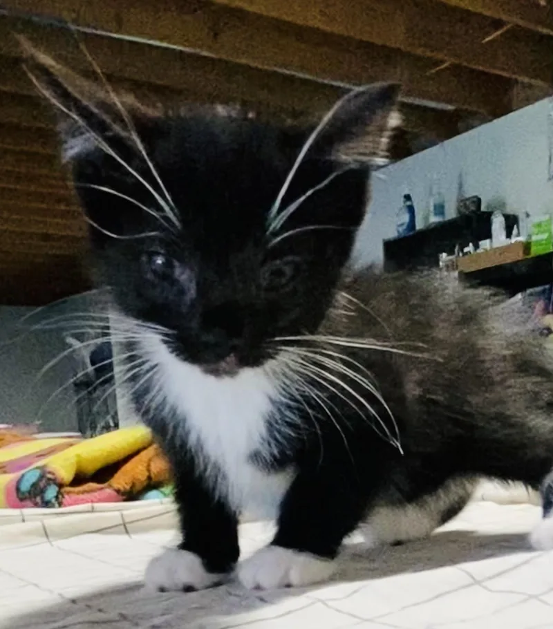 A baby medium-sized male Black & White / Tuxedo Domestic Short Hair cat named Pierogie for adoption in Lemoyne, PA