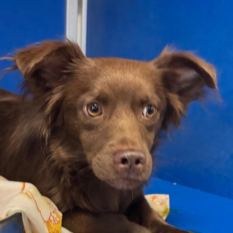 An adult small-sized male Brown / Chocolate Mixed Breed dog named 109366 for adoption in Las Cruces, NM