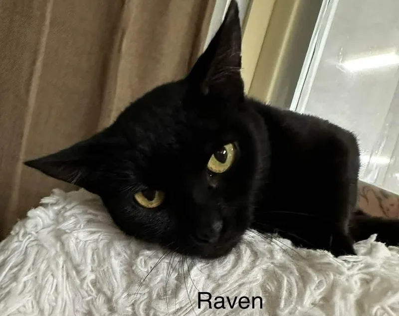 Raven thumbnail 2