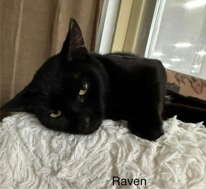 Raven thumbnail 5