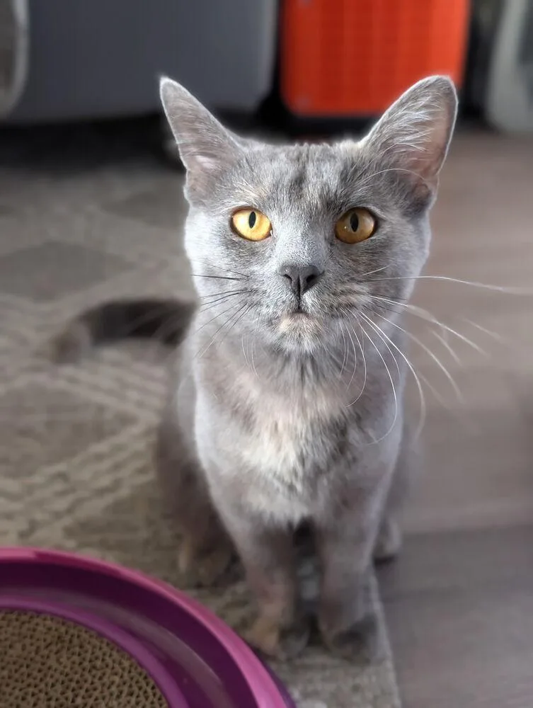 An adult medium-sized female Domestic Short Hair cat named Ashley for adoption in Dallas, TX