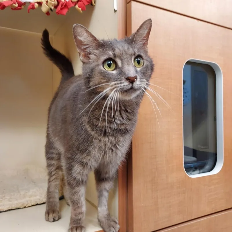 An adult medium-sized male Gray / Blue / Silver Domestic Short Hair cat named Seymour for adoption in Dayton, OH