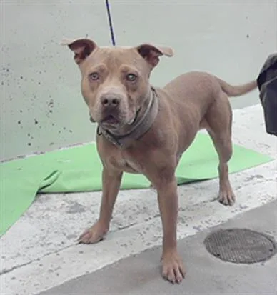 A young medium-sized male Staffordshire Bull Terrier dog named Sammie for adoption in Houston, TX