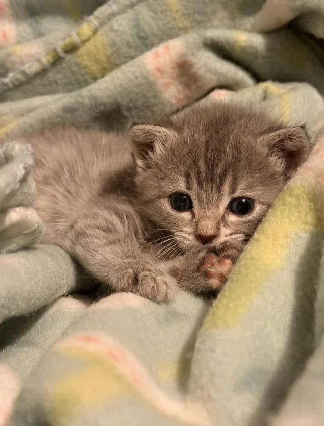 A baby medium-sized female Domestic Short Hair cat named Stitch for adoption in Hartsville, SC