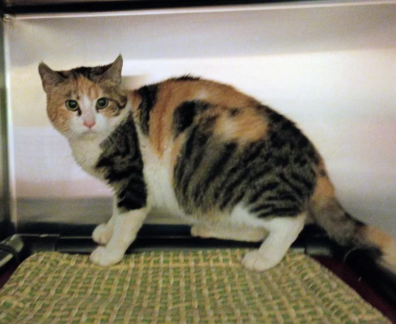 A young medium-sized female Calico cat named Sargent Marge for adoption in La Porte, IN