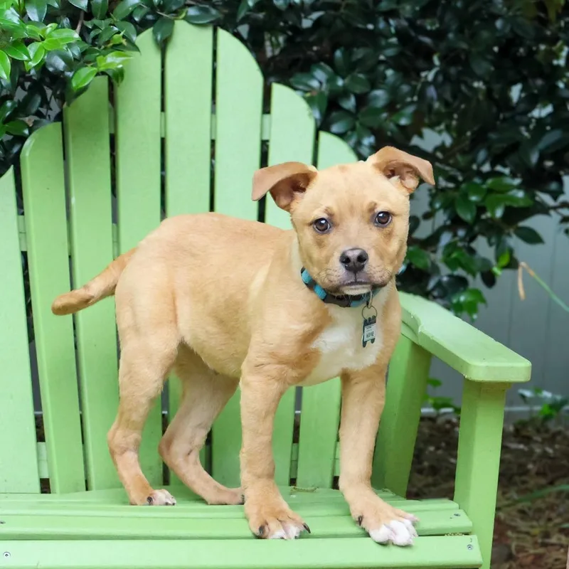 A young medium-sized male Yellow / Tan / Blond / Fawn Labrador Retriever dog named Wayne for adoption in Wake Forest, NC