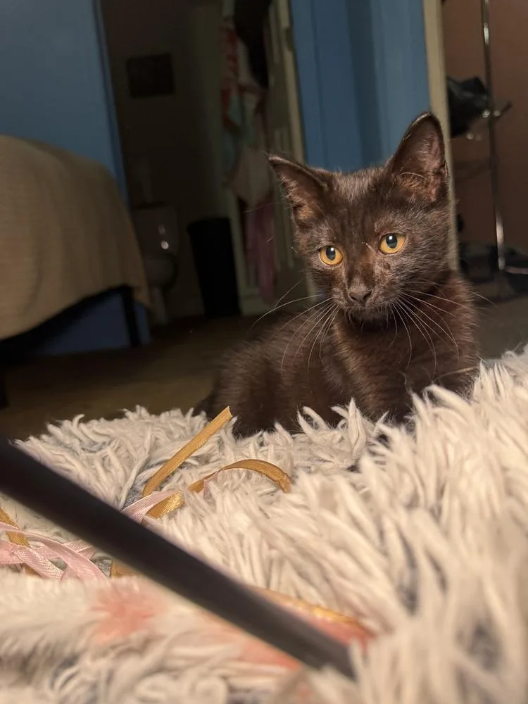 A baby small-sized male Black Domestic Short Hair cat named The Great Bambino for adoption in Saint Augustine, FL