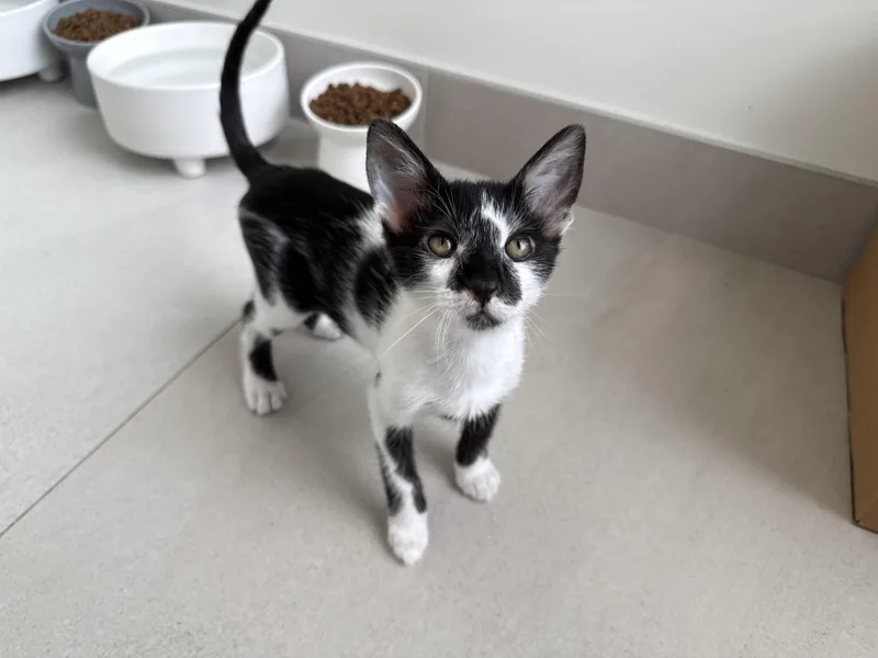 A baby medium-sized male Domestic Short Hair cat named Endeavor for adoption in Evanston, IL