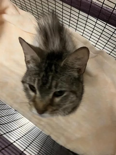 An adult medium-sized female Domestic Short Hair cat named Wanda for adoption in Long Beach, CA