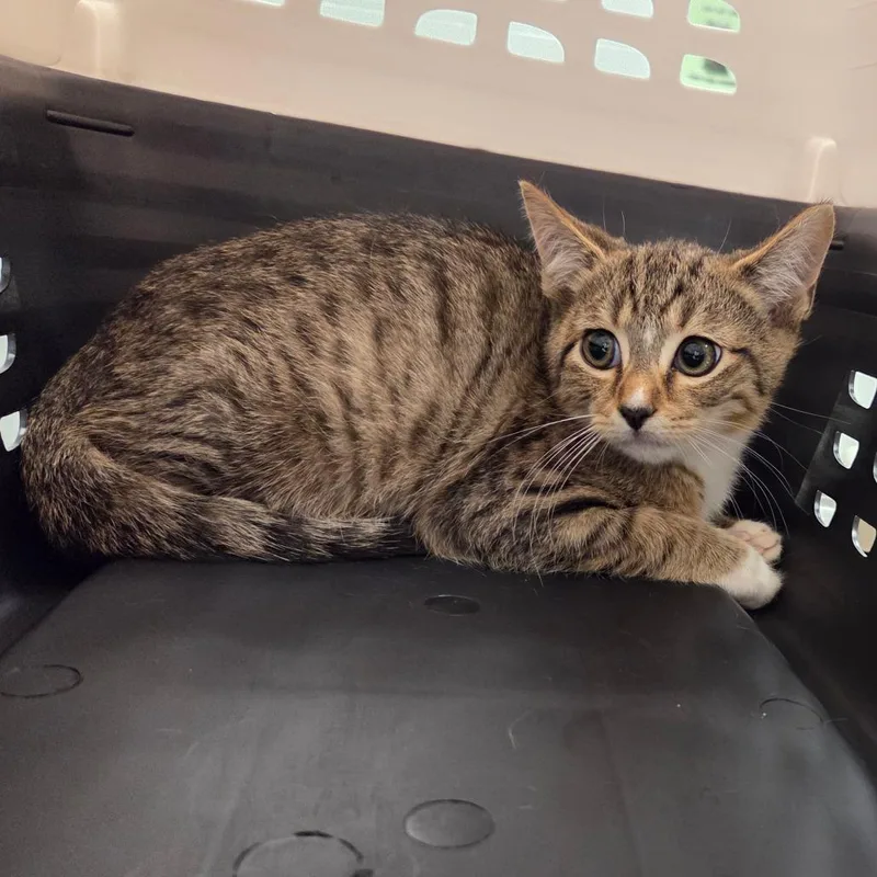 A baby small-sized male Brown / Chocolate Domestic Short Hair cat named Ernie for adoption in Chattanooga, TN