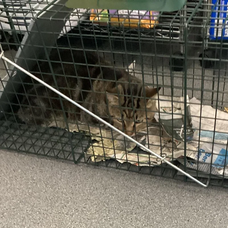 An adult small-sized male Black Domestic Short Hair cat named Octavio for adoption in Montgomery, AL