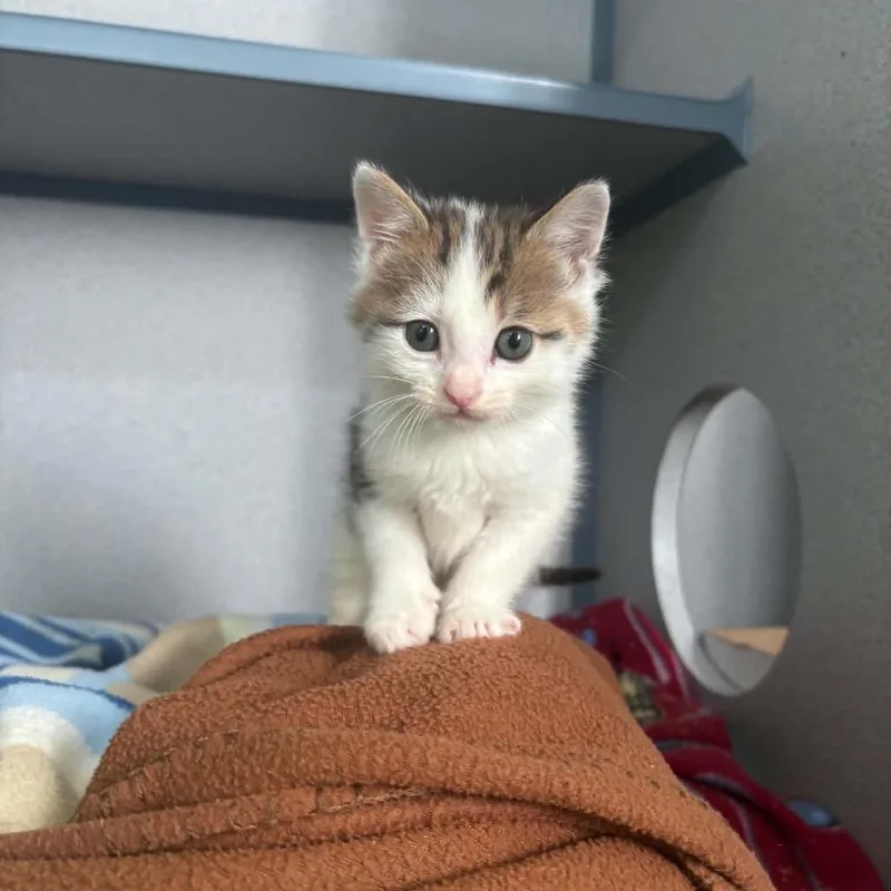 A baby small-sized male White Domestic Short Hair cat named Neuter for adoption in Newport, TN