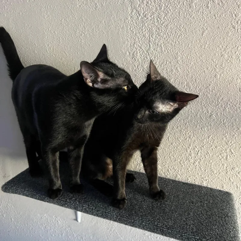 A young medium-sized male Black Domestic Short Hair cat named Alistair for adoption in San Diego, CA